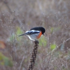 Petroica boodang at Isaacs Ridge and Nearby - 3 Jul 2024 04:01 PM