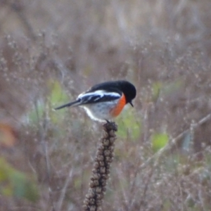 Petroica boodang at Isaacs Ridge and Nearby - 3 Jul 2024 04:01 PM