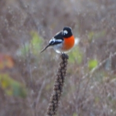 Petroica boodang at Isaacs Ridge and Nearby - 3 Jul 2024 04:01 PM