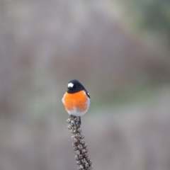 Petroica boodang at Isaacs Ridge and Nearby - 3 Jul 2024 04:01 PM