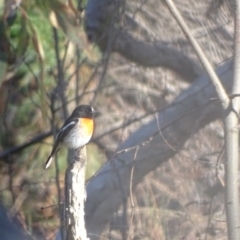 Petroica boodang (Scarlet Robin) at Isaacs Ridge - 3 Jul 2024 by Mike