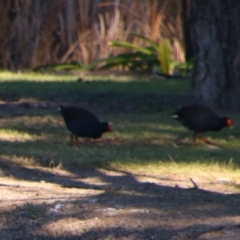 Gallinula tenebrosa (Dusky Moorhen) at Walgett, NSW - 3 Jul 2024 by MB