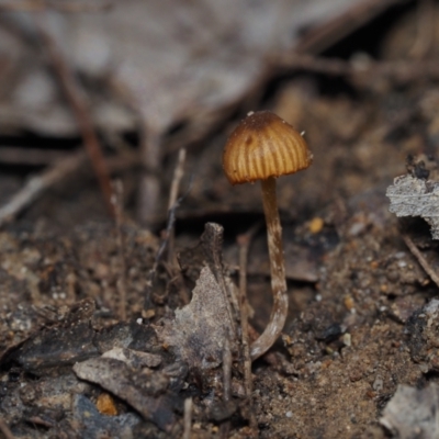 Unidentified Fungus at BA124 - 23 Jun 2024 by Bushrevival