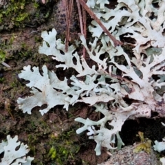 Xanthoparmelia sp. at Goulburn, NSW - 3 Jul 2024 by trevorpreston