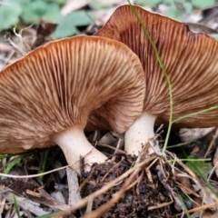 zz agaric (stem; gills not white/cream) at West Goulburn Bushland Reserve - 3 Jul 2024 by trevorpreston