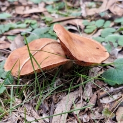 zz agaric (stem; gills not white/cream) at West Goulburn Bushland Reserve - 3 Jul 2024 04:18 PM