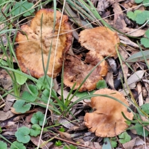 zz agaric (stem; gills not white/cream) at West Goulburn Bushland Reserve - 3 Jul 2024 04:18 PM