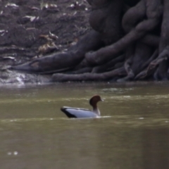 Chenonetta jubata (Australian Wood Duck) at Walgett, NSW - 3 Jul 2024 by MB