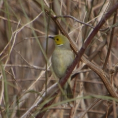 Ptilotula penicillata (White-plumed Honeyeater) at Walgett, NSW - 3 Jul 2024 by MB