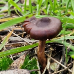 Cortinarius sp. (Cortinarius) at West Goulburn Bushland Reserve - 3 Jul 2024 by trevorpreston