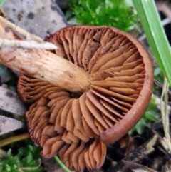 Cortinarius sp. at West Goulburn Bushland Reserve - 3 Jul 2024 04:15 PM