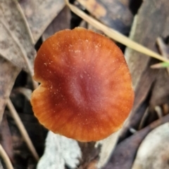 Laccaria sp. at West Goulburn Bushland Reserve - 3 Jul 2024 04:15 PM