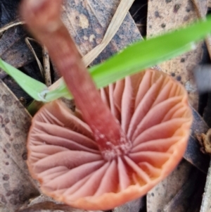 Laccaria sp. at West Goulburn Bushland Reserve - 3 Jul 2024 04:15 PM