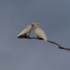 Cacatua galerita (Sulphur-crested Cockatoo) at Walgett, NSW - 3 Jul 2024 by MB