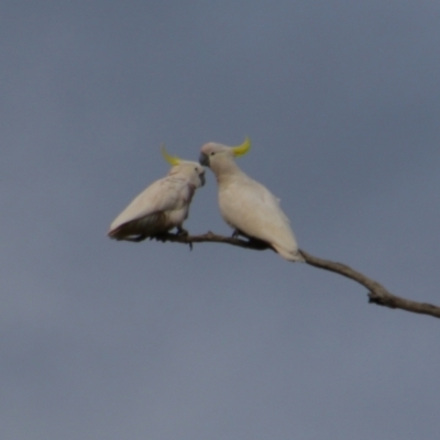 Cacatua galerita (Sulphur-crested Cockatoo) at Walgett, NSW - 3 Jul 2024 by MB