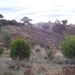 Macropus giganteus at Isaacs Ridge - 3 Jul 2024 03:51 PM