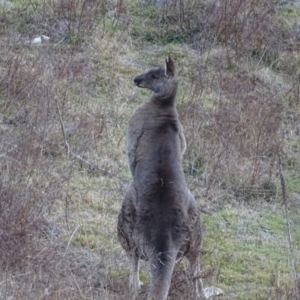 Macropus giganteus at Isaacs Ridge - 3 Jul 2024 03:51 PM