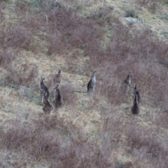 Macropus giganteus at Isaacs Ridge - 3 Jul 2024 03:51 PM