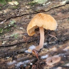 Unverified Cap on a stem; gills below cap [mushrooms or mushroom-like] at West Goulburn Bushland Reserve - 3 Jul 2024 by trevorpreston