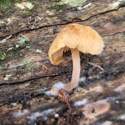 Unverified Cap on a stem; gills below cap [mushrooms or mushroom-like] at West Goulburn Bushland Reserve - 3 Jul 2024 by trevorpreston