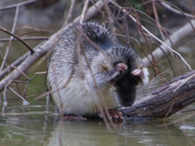 Hydromys chrysogaster (Rakali or Water Rat) at Walgett, NSW - 3 Jul 2024 by MB