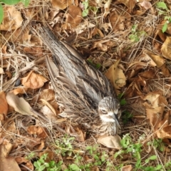 Burhinus grallarius (Bush Stone-curlew) at North Ward, QLD - 20 Apr 2022 by TerryS