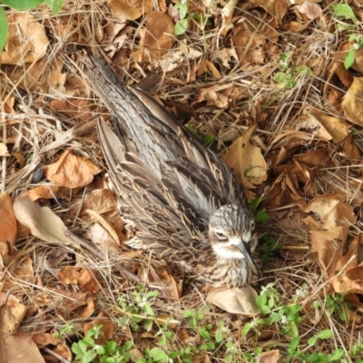 Burhinus grallarius (Bush Stone-curlew) at North Ward, QLD - 20 Apr 2022 by TerryS