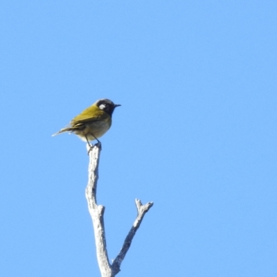 Nesoptilotis leucotis (White-eared Honeyeater) at Lions Youth Haven - Westwood Farm A.C.T. - 1 Jul 2024 by HelenCross