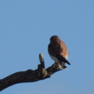 Falco cenchroides at Lions Youth Haven - Westwood Farm A.C.T. - 1 Jul 2024 03:04 PM