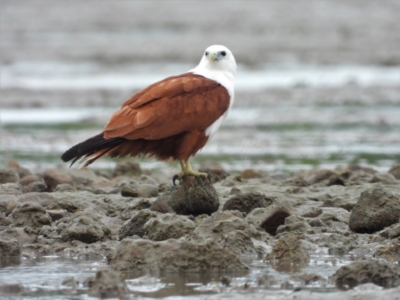 Haliastur indus (Brahminy Kite) at Belgian Gardens, QLD - 1 Jul 2022 by TerryS