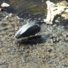 Butorides striata (Striated Heron) at Thuringowa Central, QLD - 29 Jun 2024 by TerryS