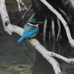 Todiramphus sanctus (Sacred Kingfisher) at Brisbane City, QLD - 22 Jun 2024 by TerryS