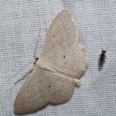 Scopula optivata (Varied Wave) at WendyM's farm at Freshwater Ck. - 21 Dec 2022 by WendyEM