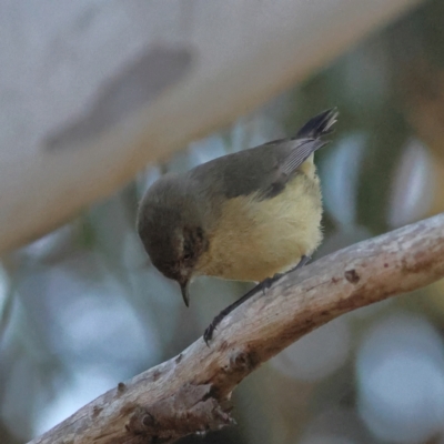 Acanthiza reguloides (Buff-rumped Thornbill) at The Pinnacle - 3 Jul 2024 by MichaelWenke