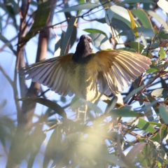 Nesoptilotis leucotis (White-eared Honeyeater) at The Pinnacle - 2 Jul 2024 by Trevor