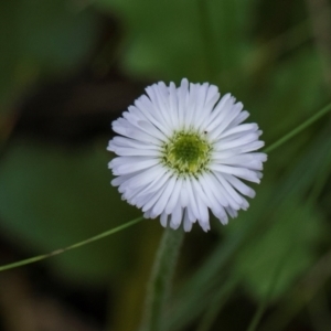 Lagenophora stipitata at South East Forest National Park - 18 Jan 2024