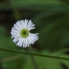 Lagenophora stipitata at South East Forest National Park - 18 Jan 2024