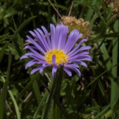 Calotis glandulosa (Mauve Burr-daisy) at BA124 - 17 Jan 2024 by AlisonMilton