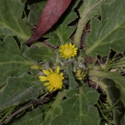 Cymbonotus sp. (preissianus or lawsonianus) (Bears Ears) at Glen Allen, NSW - 18 Jan 2024 by AlisonMilton