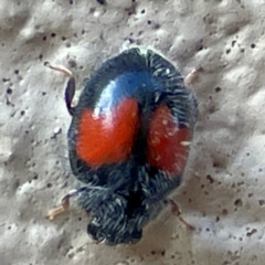 Diomus notescens (Little two-spotted ladybird) at City Renewal Authority Area - 29 Jun 2024 by Hejor1