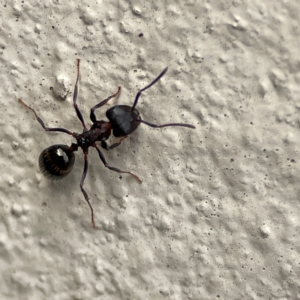 Notoncus sp. (genus) at City Renewal Authority Area - 29 Jun 2024 02:43 PM