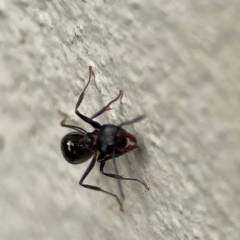 Notoncus sp. (genus) at City Renewal Authority Area - 29 Jun 2024 02:43 PM