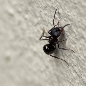 Notoncus sp. (genus) at City Renewal Authority Area - 29 Jun 2024 02:43 PM