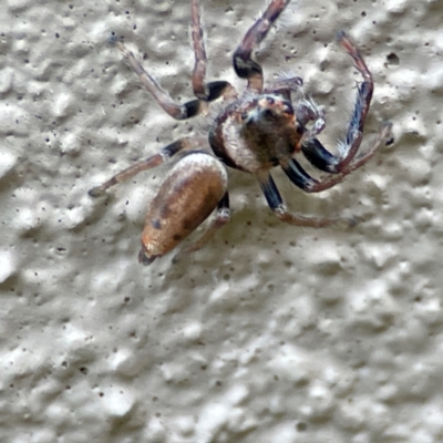 Opisthoncus grassator (Jumping spider) at City Renewal Authority Area - 29 Jun 2024 by Hejor1