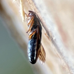 Hemiptera (order) at Banksia Street Wetland Corridor - 30 Jun 2024