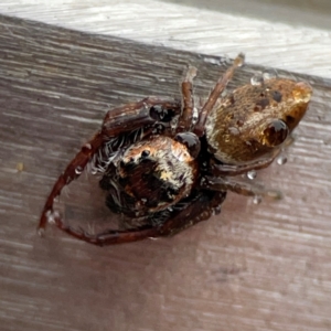 Opisthoncus sp. (genus) at Casey, ACT - 30 Jun 2024