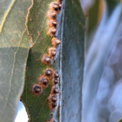 Eucalyptus insect gall at Banksia Street Wetland Corridor - 30 Jun 2024 by Hejor1