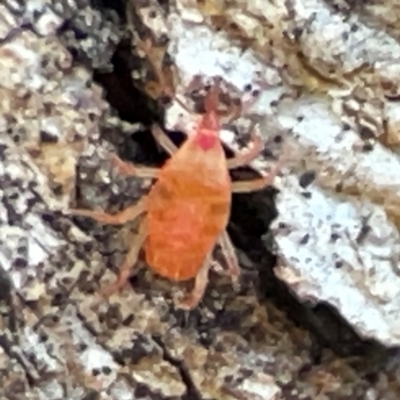 Bdellidae sp. (family) (Unidentified Snout Mite) at Banksia Street Wetland Corridor - 30 Jun 2024 by Hejor1