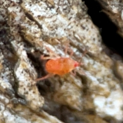 Bdellidae sp. (family) at Banksia Street Wetland Corridor - 30 Jun 2024