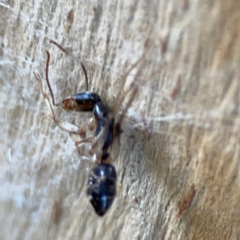 Camponotus sp. (genus) at Banksia Street Wetland Corridor - 30 Jun 2024 03:57 PM